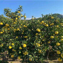 画像をギャラリービューアに読み込む, 『発送は2月初旬から』 露地文旦 5kg 2L