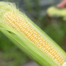 画像をギャラリービューアに読み込む, 『発送は6月から』フルーツコーン 2.5㎏(約7~9本)