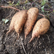 画像をギャラリービューアに読み込む, 高系芋焼酎 神池 25度 720ml