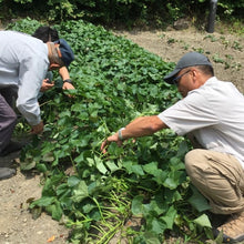 画像をギャラリービューアに読み込む, 高系芋焼酎 神池 25度 720ml