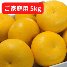 画像をギャラリービューアに読み込む, 『発送は2月初旬から』 土佐文旦『ご家庭用』 5kg 3L~Lサイズ