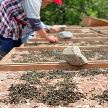 画像をギャラリービューアに読み込む, 物部「大抜茶」復活の会 令和7年度産 新茶