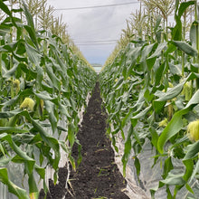 画像をギャラリービューアに読み込む, 『発送は6月から』フルーツコーン 4.5㎏(約10~13本)