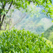 画像をギャラリービューアに読み込む, 物部「大抜茶」復活の会 令和7年度産 新茶