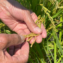 画像をギャラリービューアに読み込む, 高知県産コシヒカリ 定期便 5kg/月1回
