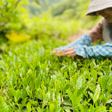 画像をギャラリービューアに読み込む, 物部「大抜茶」復活の会 令和7年度産 新茶