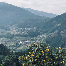 画像をギャラリービューアに読み込む, 土佐寿司 ゆずの山 5貫(5個以上まとめ買い)