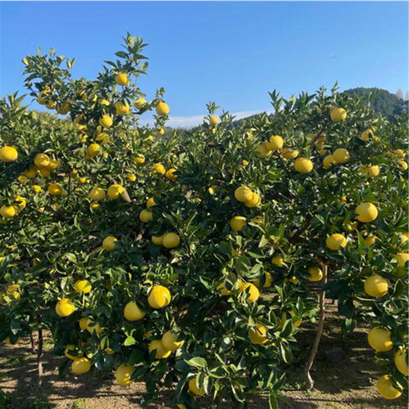 露地文旦3L-10kg-TABRGORO- – TABEGORO 土佐山田ショッピングセンター