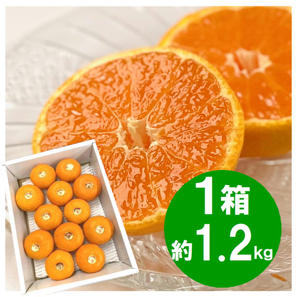 『発送は6月下旬から』 山北ハウスみかん　1.2kg